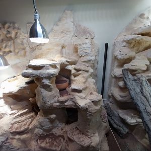 Bird & Reptile House - Entrance 1 portal - Ornate Mastigure (Uromastyx ornata)