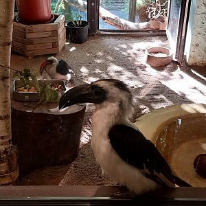 Bird & Reptile House - Middle wing - Aviary 3