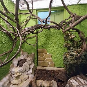 Bird & Reptile House - Middle wing - Terrarium 3