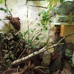 Bird & Reptile House - Middle wing - Terrarium 4