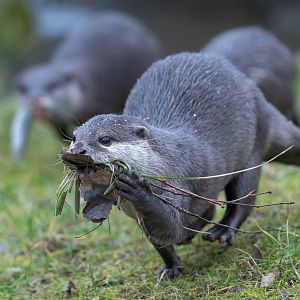 Asian Short Clawed Otter, Hamerton, UK