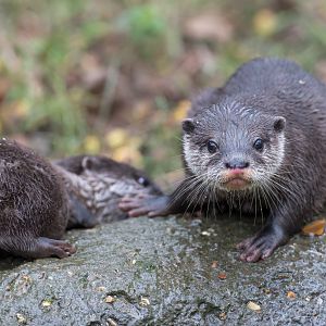 Asian Short Clawed Otter pup, Hamerton, UK