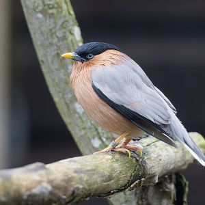 Brahminy Starling, Hamerton, UK