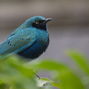 Lesser Blue-eared Glossy Starling, Hamerton, UK