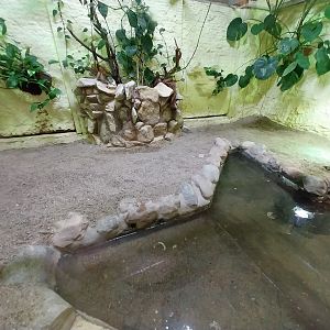 Bird & Reptile House - Middle wing - Terrarium 9