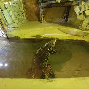 Bird & Reptile House - Right wing - Terrarium