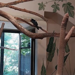 Bird & Reptile House - Right wing - Aviary 2
