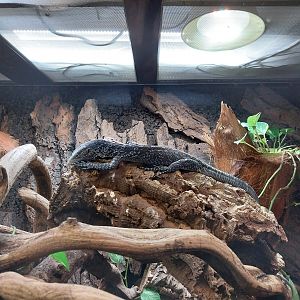 Bird & Reptile House - Entrance 1 portal - Blue-spotted Tree Monitor (Varanus macraei)