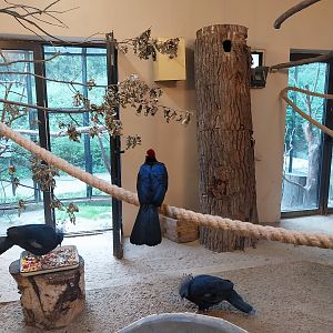 Bird & Reptile House - Left Wing - Aviary 3