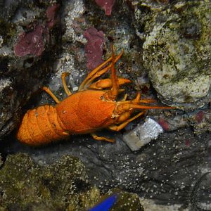 Furry Lobster (Palinurellus wieneckii)