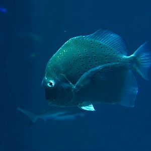 Spotted Sicklefish (Drepane punctata)