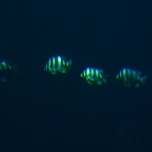 Scatties (Scatophagus tetracanthus)