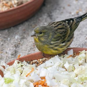 Atlantic canary or European serin? - Zoo Plzeň
