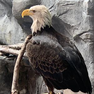 Bald Eagle (Haliaeetus leucocephalus)