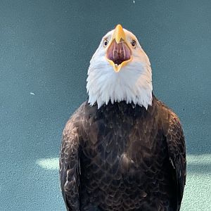Bald Eagle (Haliaeetus leucocephalus)