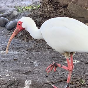 American White Ibis (Eudocimus albus)