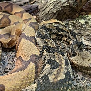 Timber Rattlesnake (Crotalus horridus) and Eastern Copperhead (Agkistrodon contortrix)