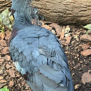 Victoria Crowned Pigeon