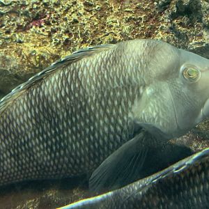 Black Sea Bass (Centropristis striata)