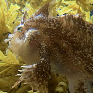Sargassum Fish (Histrio histrio)