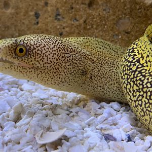 Goldentail Moray (Gymnothorax miliaris)