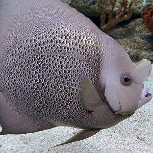 Gray Angelfish (Pomacanthus arcuatus)