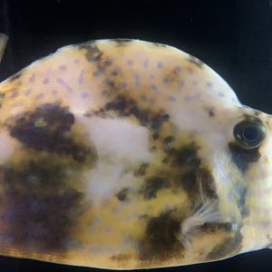 Scrawled Cowfish (Acanthostracion quadricornis)