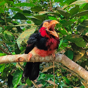 Bearded Barbet (Pogonornis dubius)