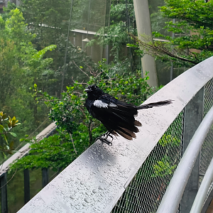 Northern Borneo Magpie-Robin (Copsychus saularis adamsi)