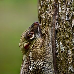 Sunda Colugo (Galeopterus variegatus peninsulae) female