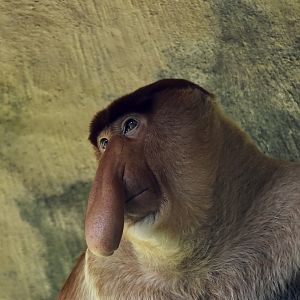 Proboscis Monkey (Nasalis larvatus) male