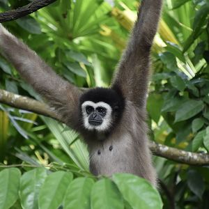 White-Handed Gibbon (Hylobates lar)