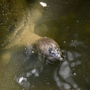 Asiatic Sofshell Turtle (Amyda cartilaginea)