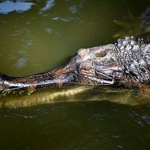 False Gharial (Tomistoma schlegelii)
