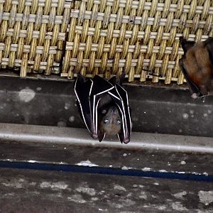 Lesser Short-Nosed Fruit Bat (Cynopterus brachyotis)