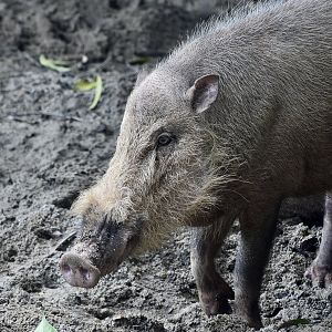 Sumatran Bearded Pig (Sus barbatus oi)