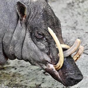 Sulawesi Babirusa (Babyrousa celebensis) male