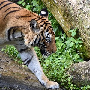Malayan Tiger (Panthera tigris jacksoni)