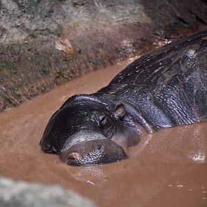 Pygmy Hippopotamus (Choeropsis liberiensis liberiensis)