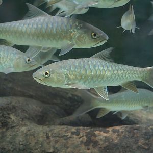 Soro Brook Carp (Neolissochilus soroides)