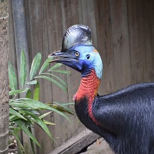 Red-Necked Cassowary (Casuarius unappendiculatus rufotinctus)