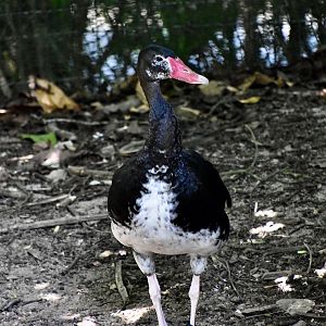 Black Spur-Winged Goose (Plectropterus gambensis niger)