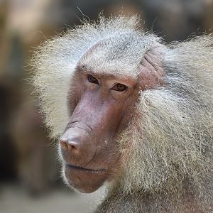 Hamadryas Baboon (Papio hamadryas) male