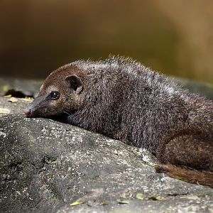 Common Kusimanse (Crossarchus obscurus)