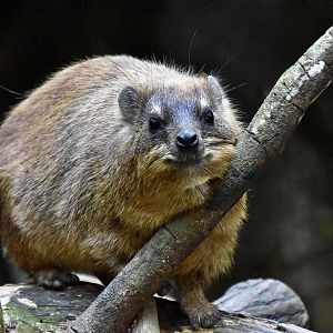 Cape Hyrax (Procavia capensis capensis)