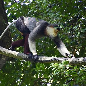 Red-Shanked Douc (Pygathrix nemaeus)