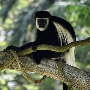 Mantled Guereza (Colobus guereza)
