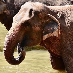 Sri Lankan Elephant (Elephas maximus maximus) - "Komali"