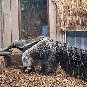Giant anteater- 5/1/2025