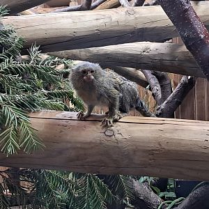 Pygmy marmoset- 5/1/2025